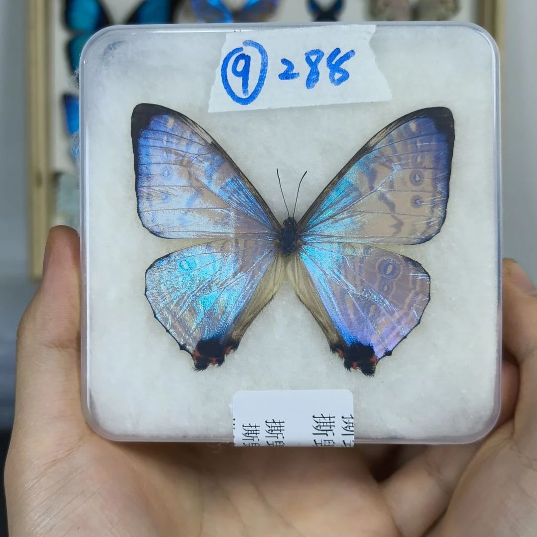 真蝴蝶标本一物一拍