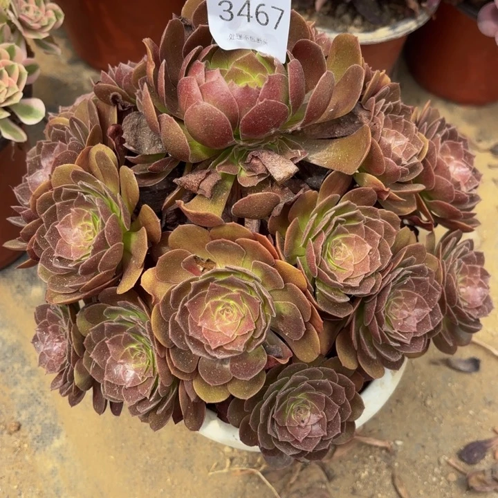 赤焰莲多肉处理不包断头3467