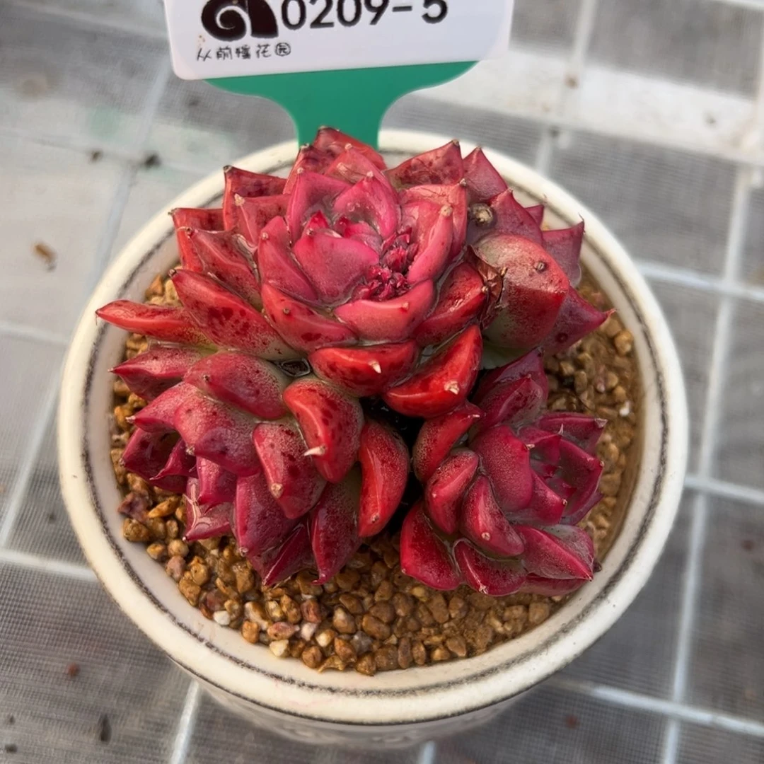 从前慢多肉精选编号0209.5