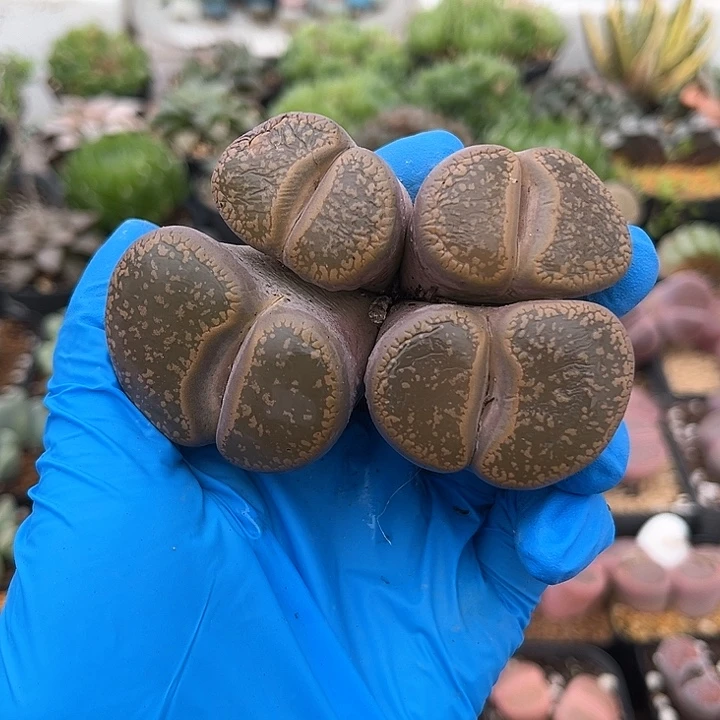 469 日轮老母本 新粉福利