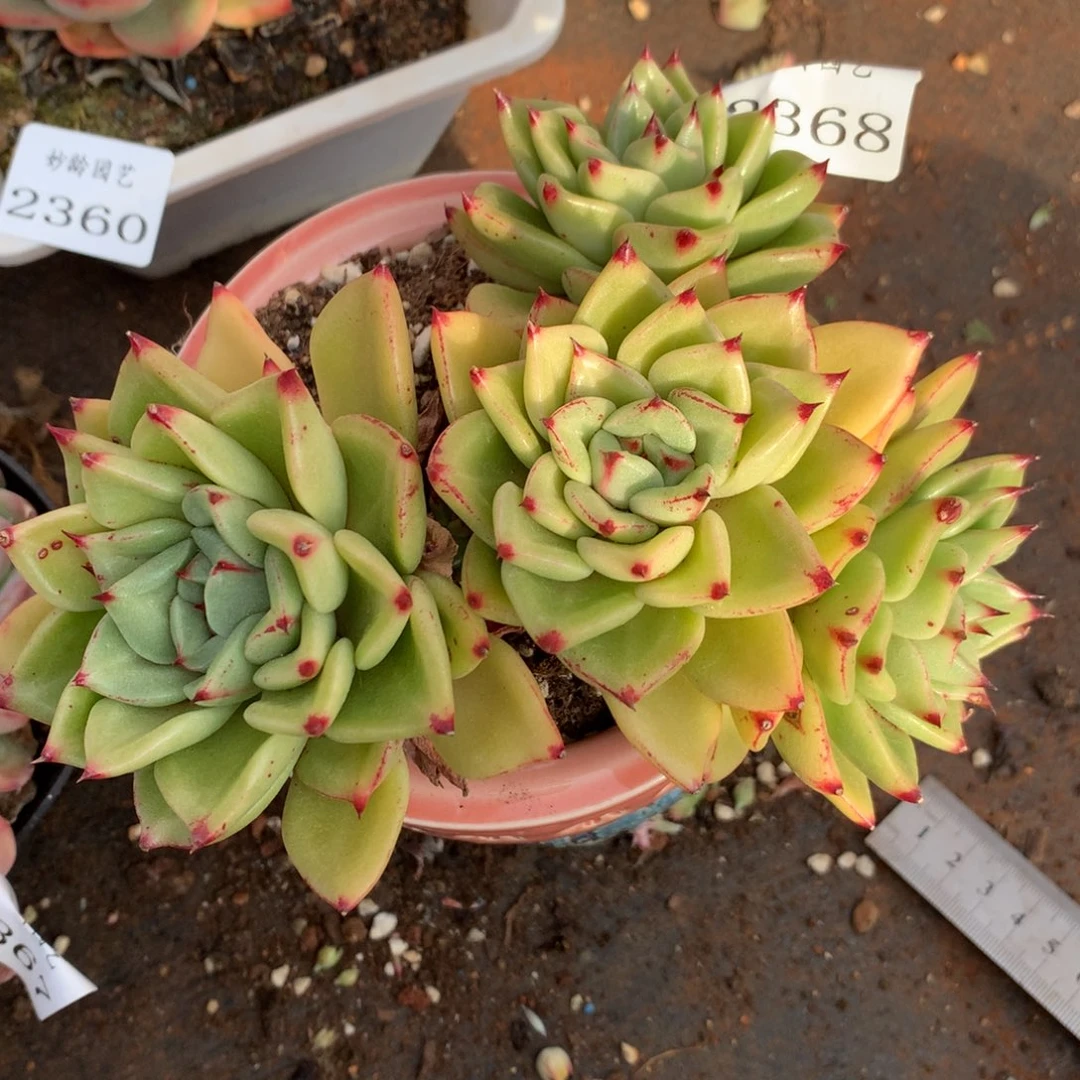 2368杂交精品基地15厘米