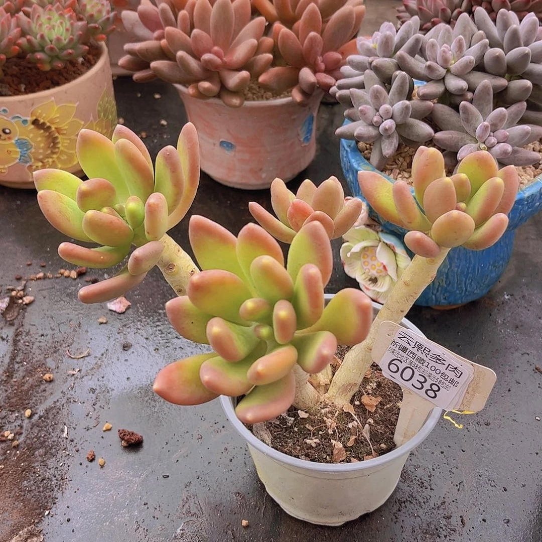 6038金缠美人多肉植物