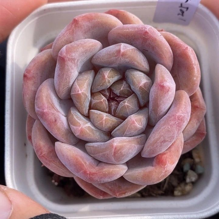 1205-504，粉魄多肉