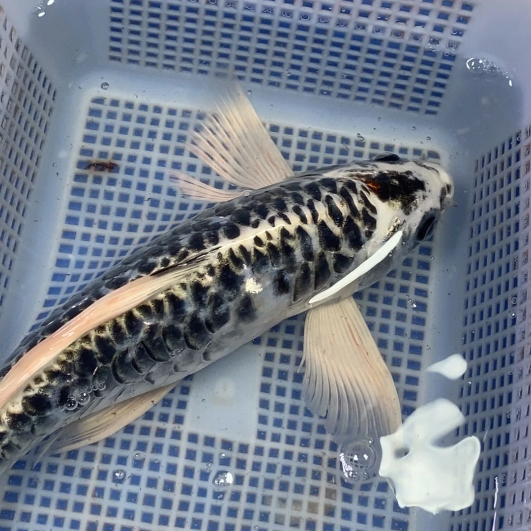 锦鲤冷水锦鲤包邮