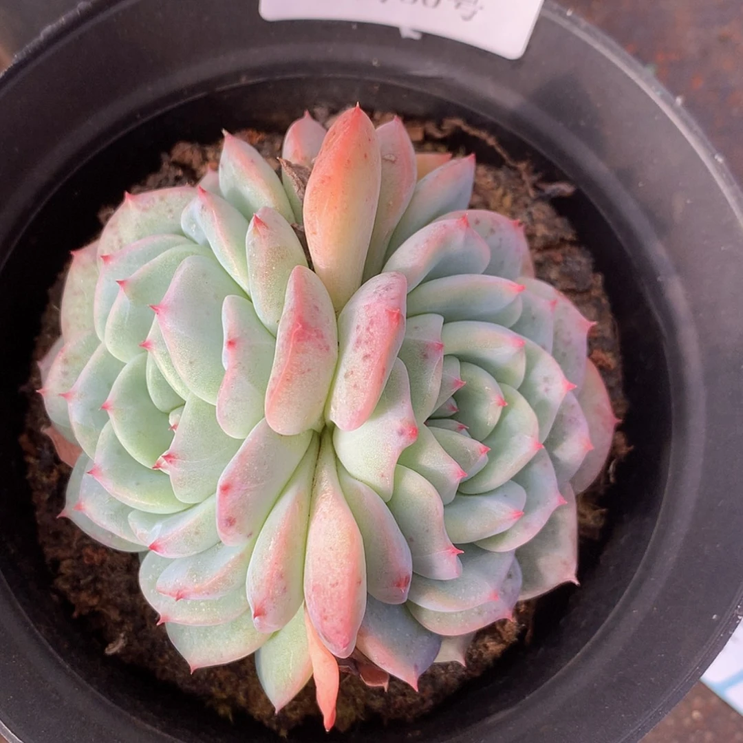 【闪购商品】云31号