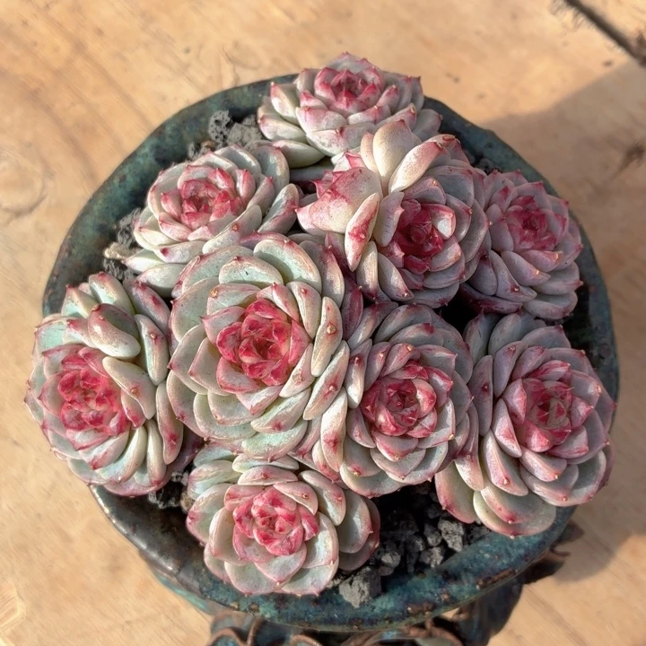 多肉植物 天鹅绒-4