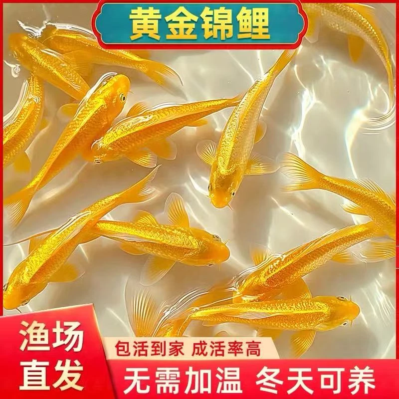 黄金锦鲤活鱼招财鱼金鱼活鱼好养耐活冷水鱼鱼苗活体龙凤观赏鱼