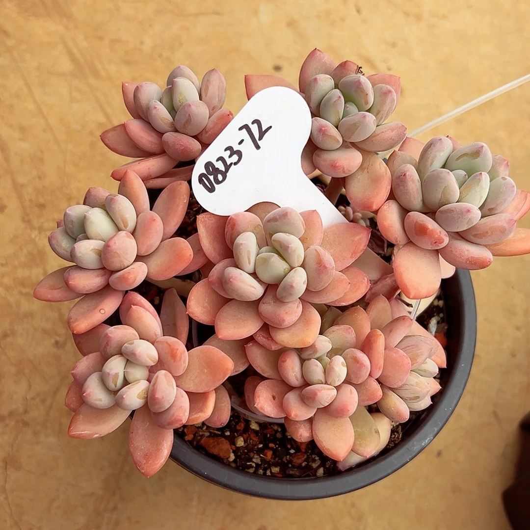 0823-72珍舞奶酪。