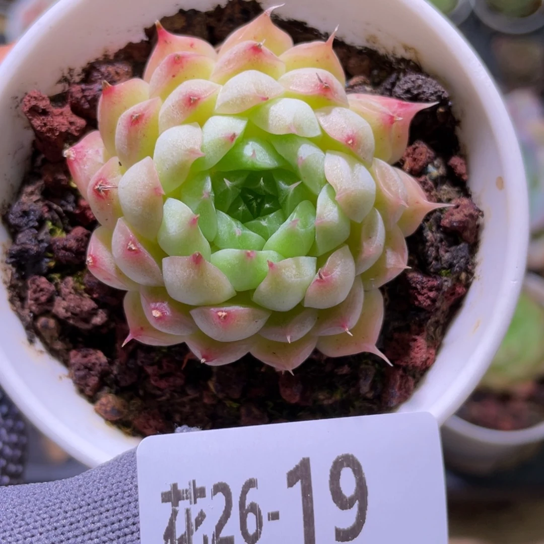 花利美 26-19海王