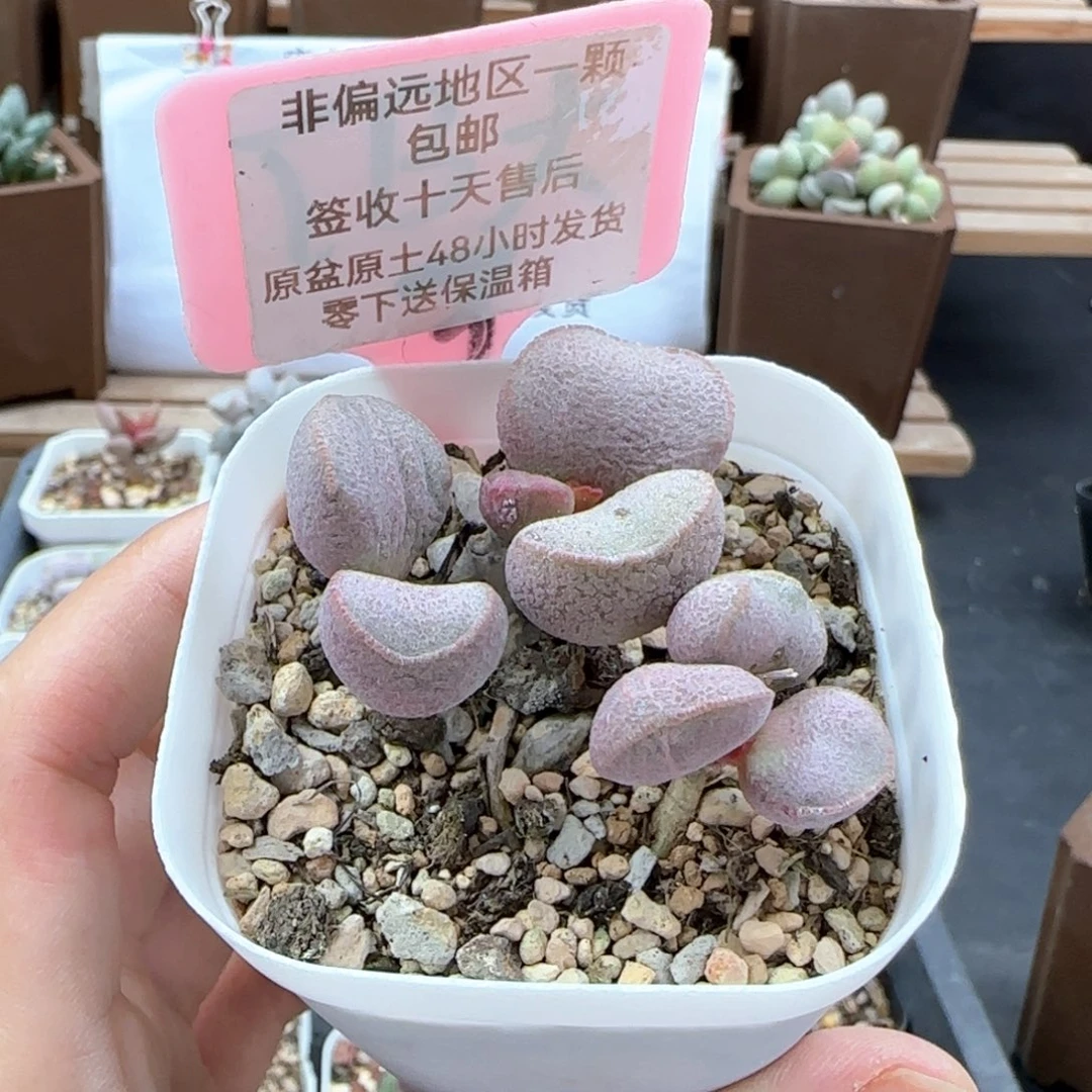 203黛安娜多肉植物