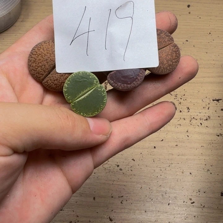 多肉植物的生长发育419