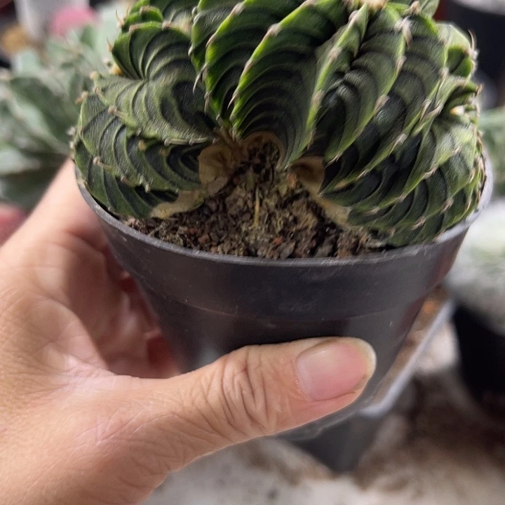 仙人球开花仙人球上