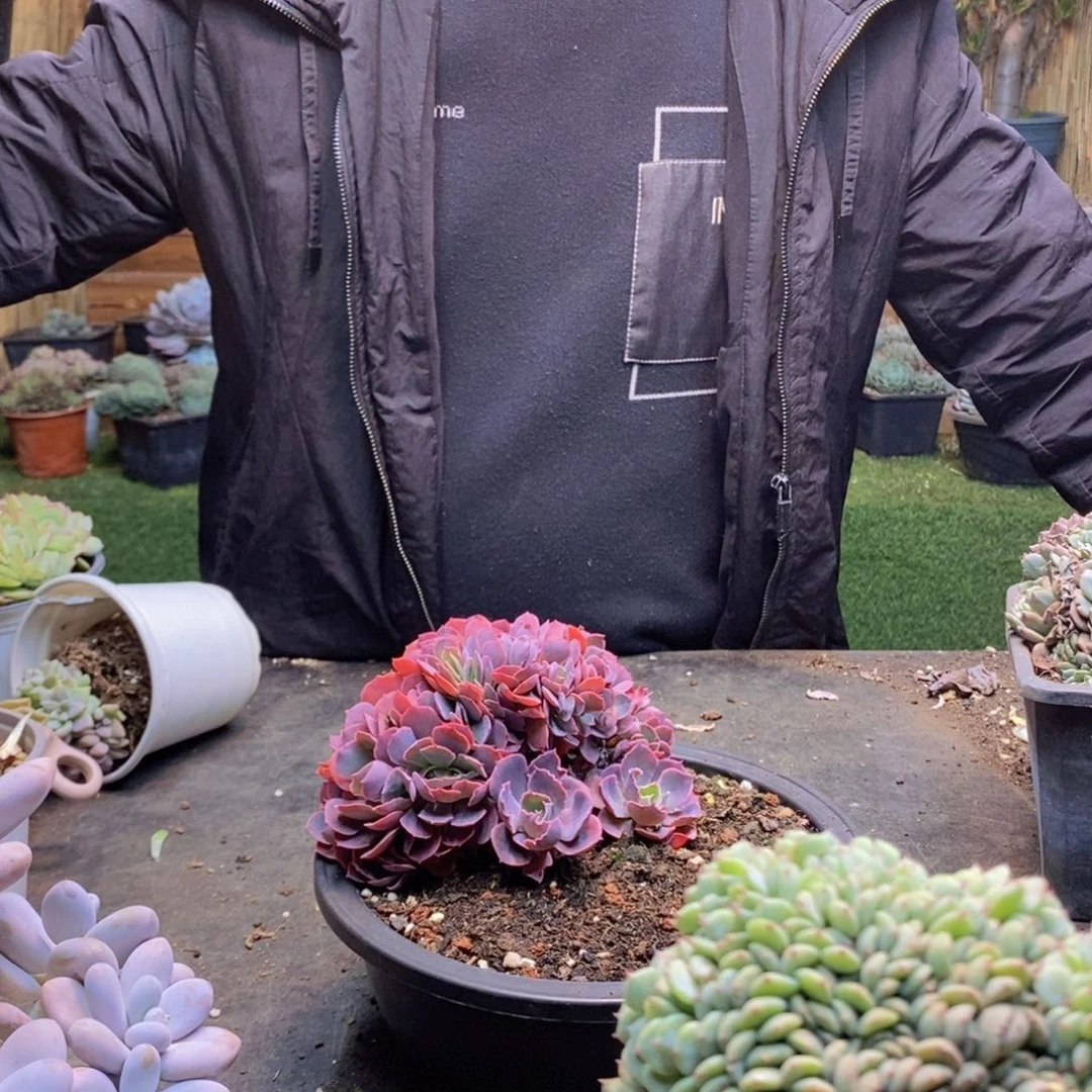 娴*133号晚霞之舞缀多肉