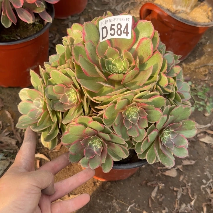 粉花妖……多肉植物……