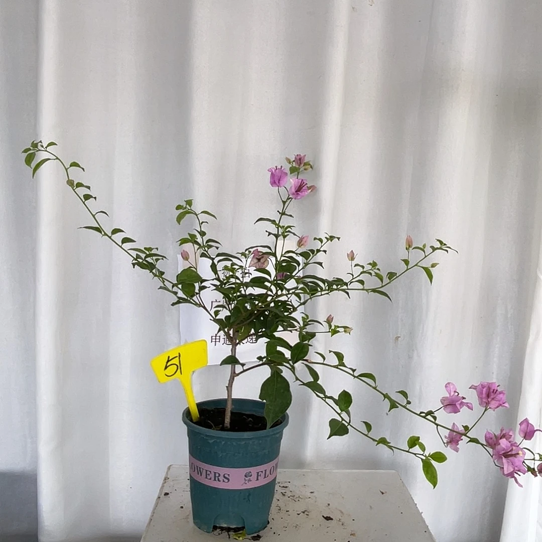 当前无花栽培后可以开花51绿叶雪紫牙签苗