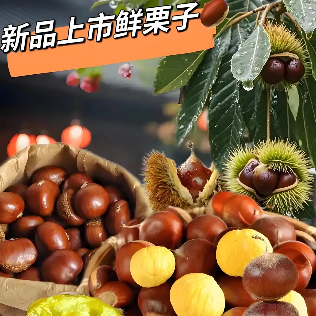 新鲜带壳毛栗子深山老树板栗香味浓郁颗粒饱满香糯甘甜