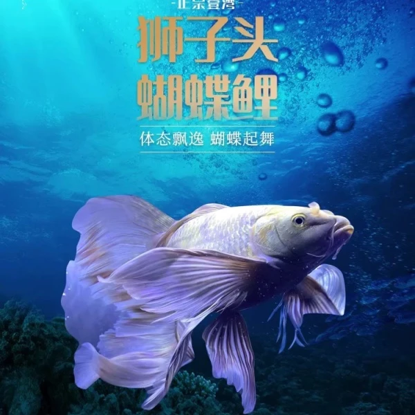 白色普身==台湾纯种贵妃蝴蝶鲤观赏鱼冷水鱼好养耐活淡水鱼2