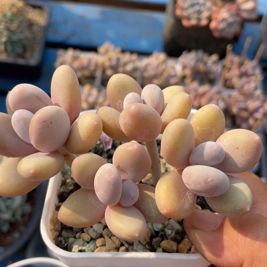 芭比奶酪群生无砍38