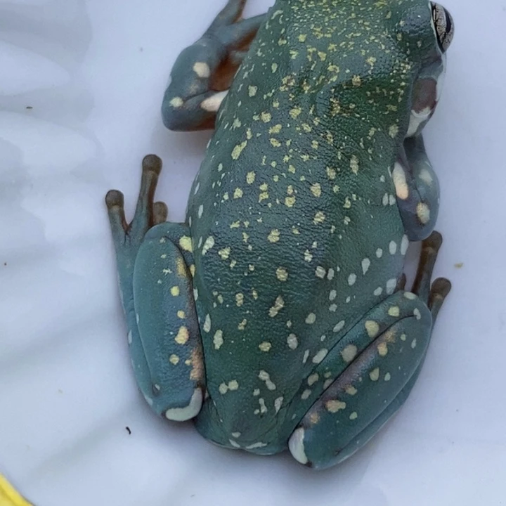 老爷树蛙24h蓝子代13号