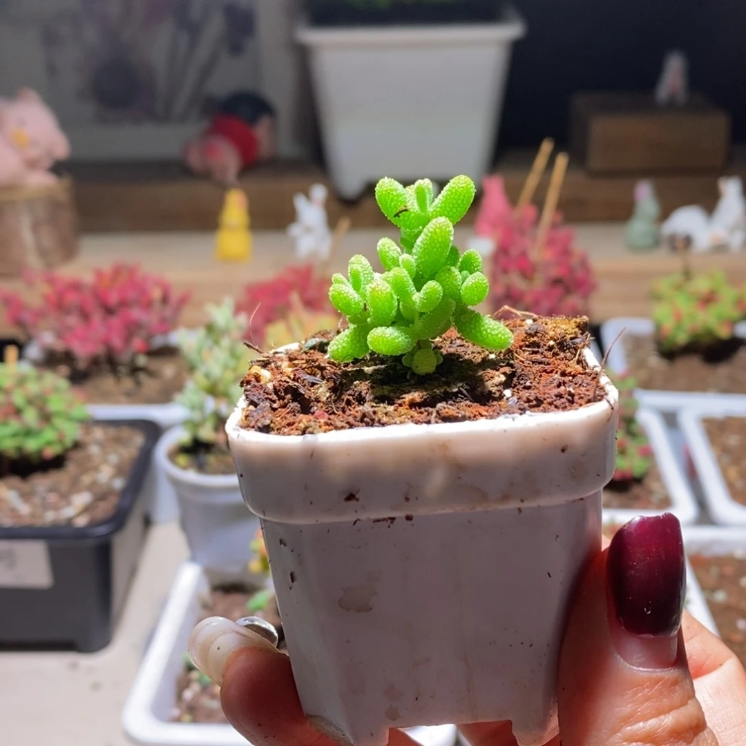 溜****?金桔带盆土发货一物一拍