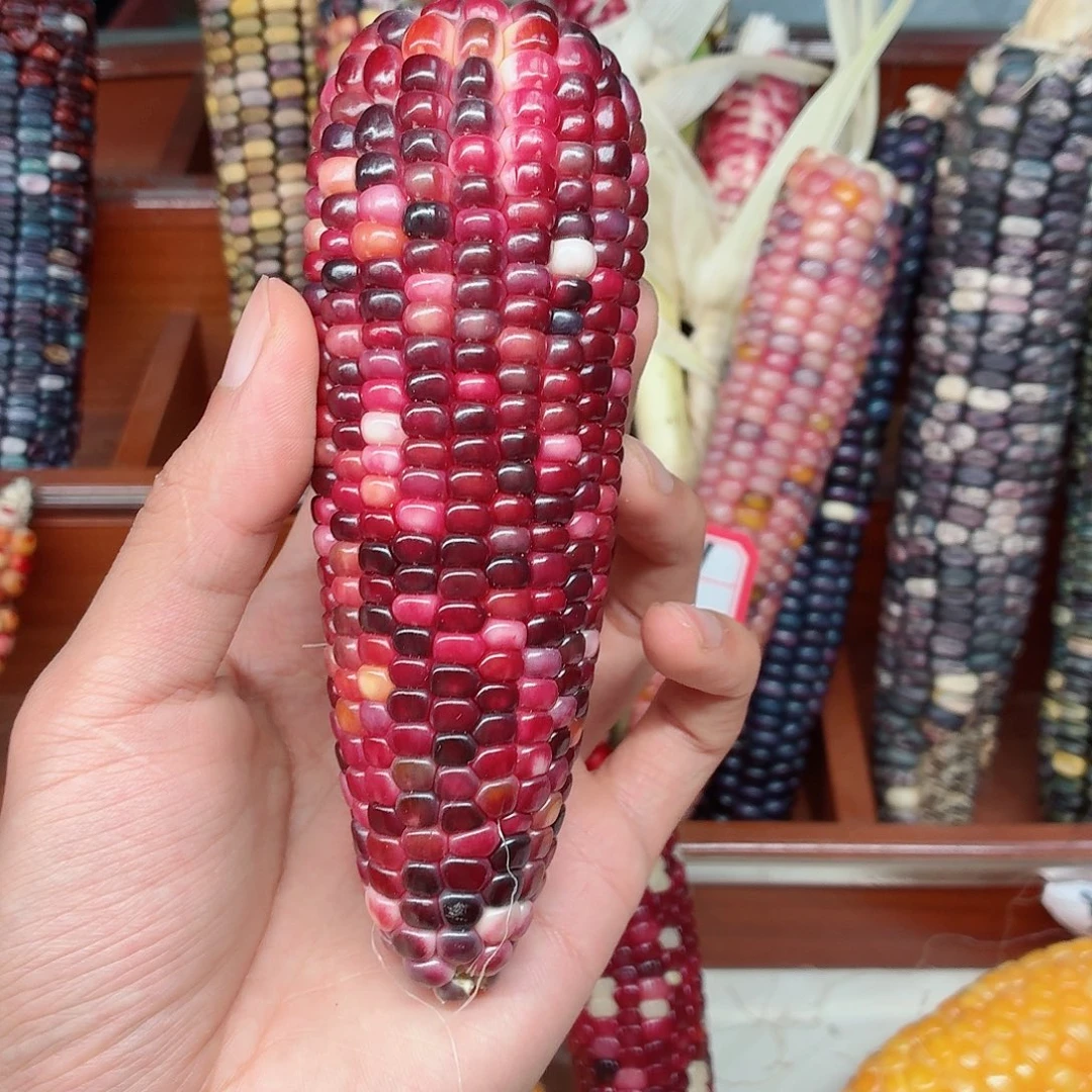 瑾***佳吊坠白玉菩提文玩玉米毛料精品