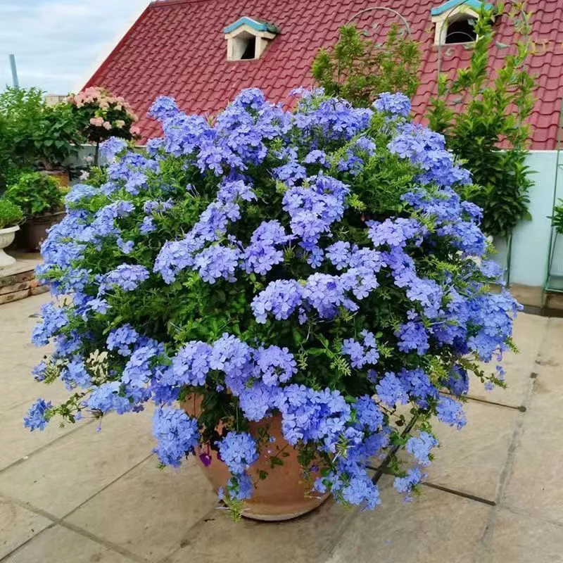 蓝雪花盆栽植物花苗花卉室内外阳台耐热好养四季庭院花苞开花植物