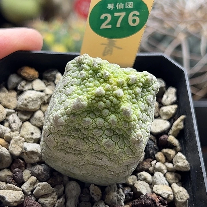 实生黄体方凝蹄4cm