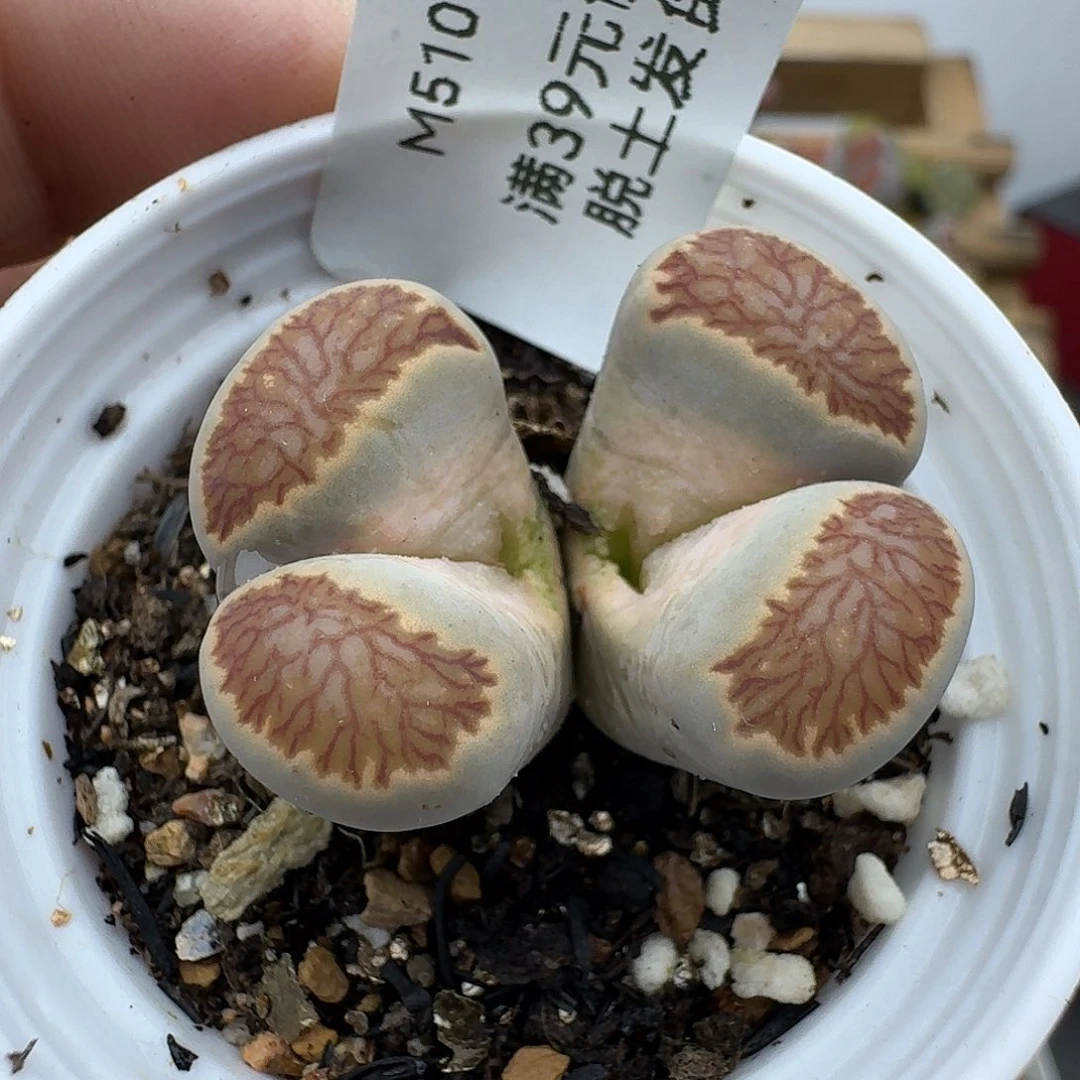 小***1510多肉哈哈哈哈哈哈干