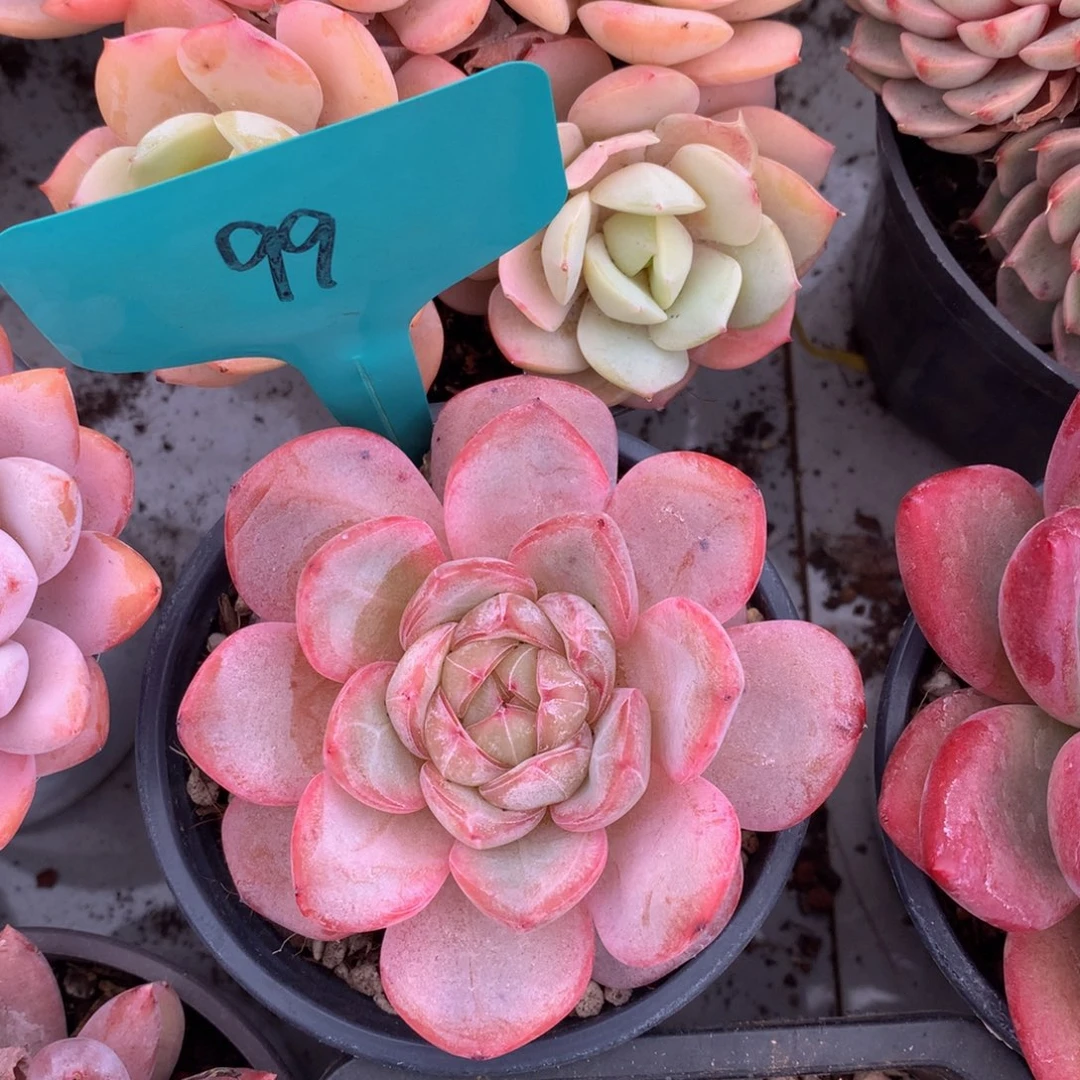 星星珍妮7272727273737