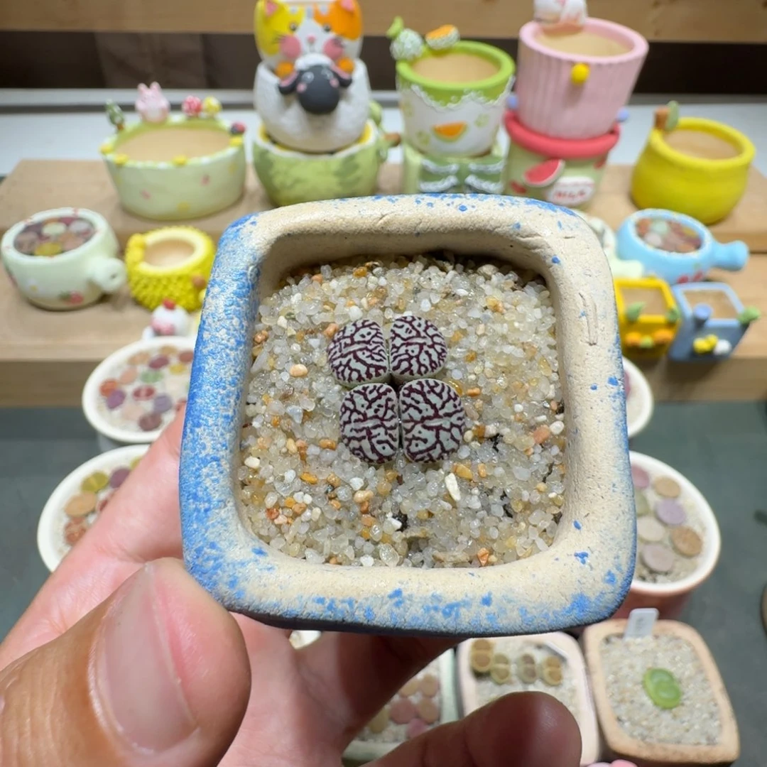 蘑菇219墨墨墨墨墨墨