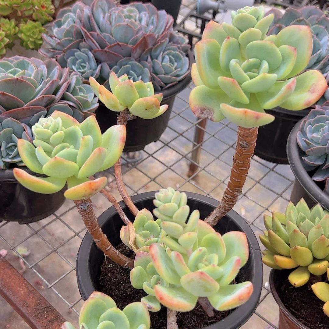 白月光老桩造型精品大长腿