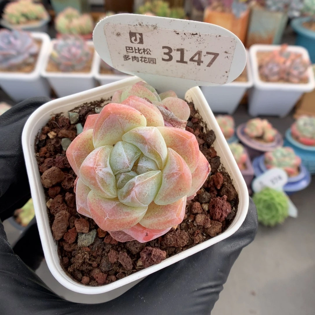 3147 冰玉多肉多肉