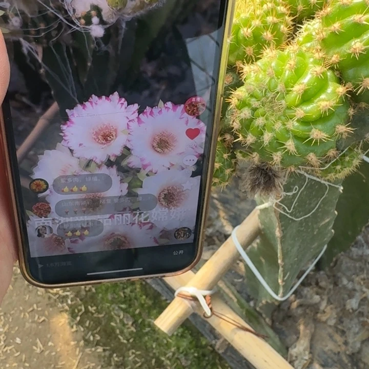 224丽花嫦娥歪无根侧牙4公分左右