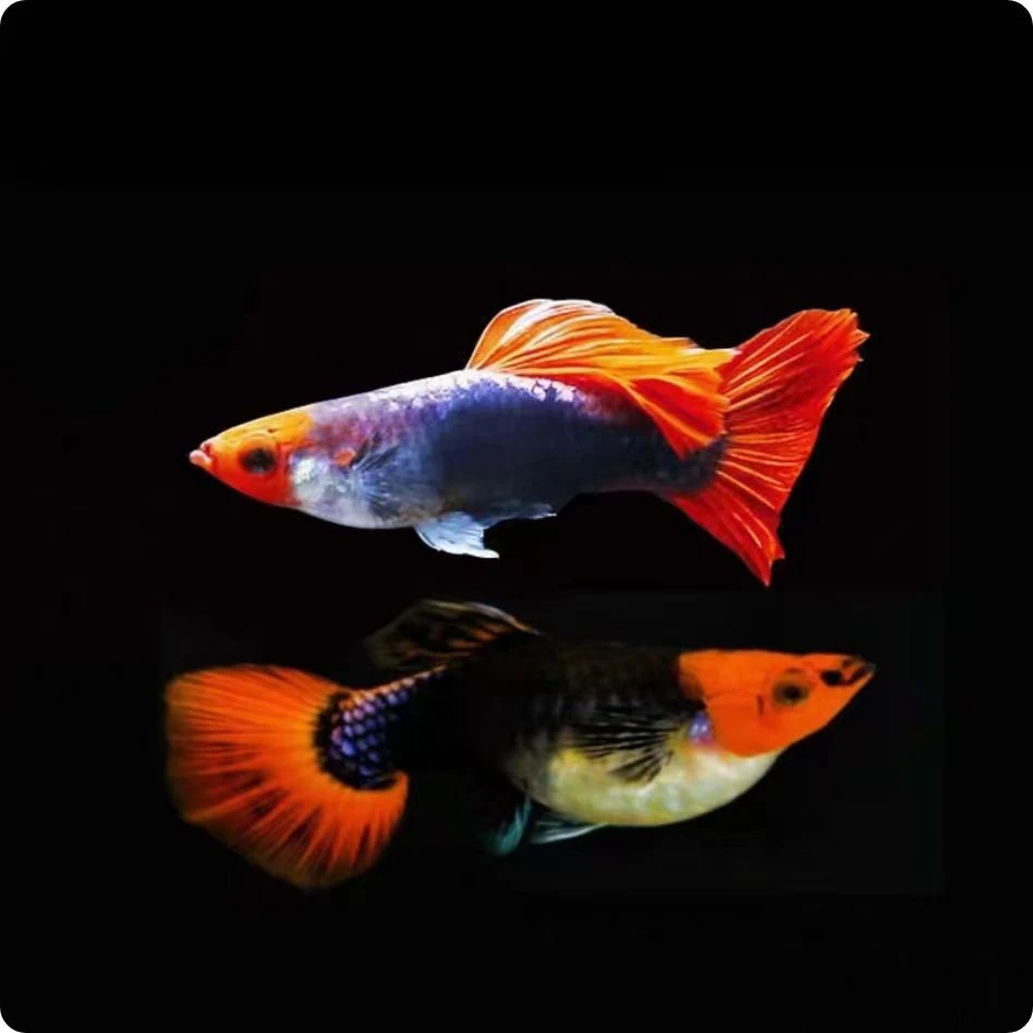 深海蓝贵族短体孔雀鱼成鱼黑红头红尾小型热带观赏鱼好养耐活