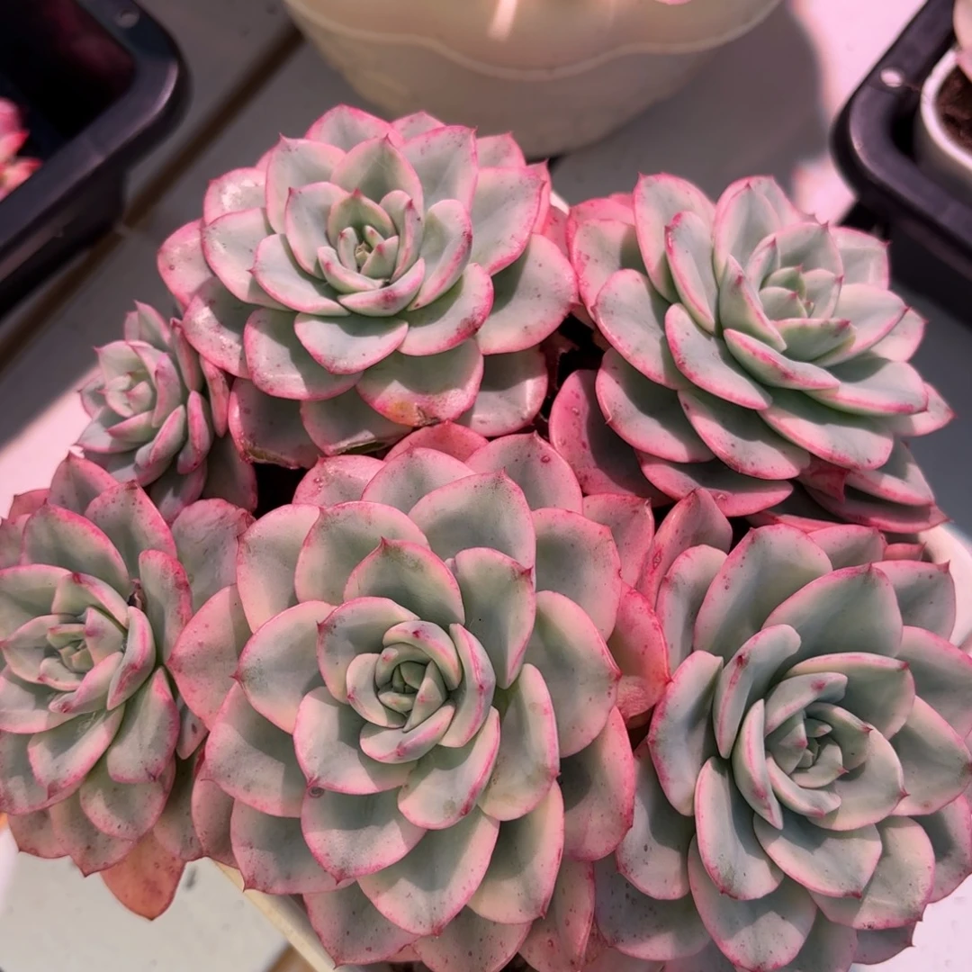 奶油黄桃多肉植物
