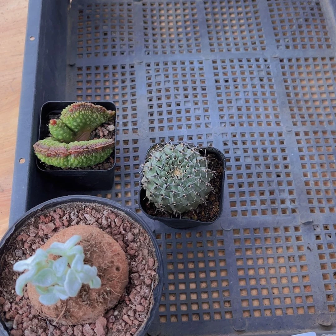 多肉610多肉植物，