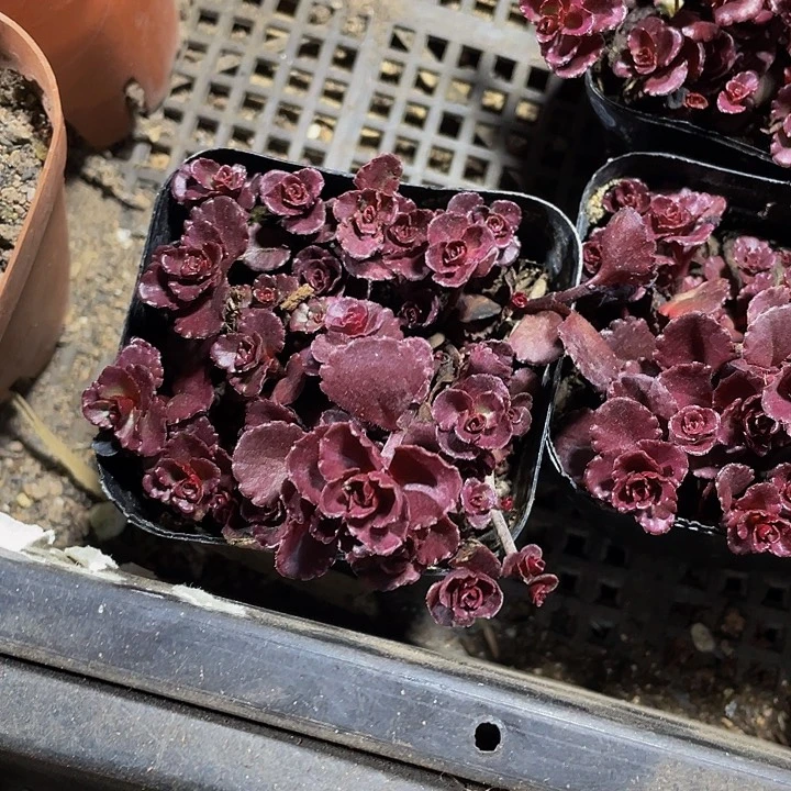 小球玫瑰2.8带盆