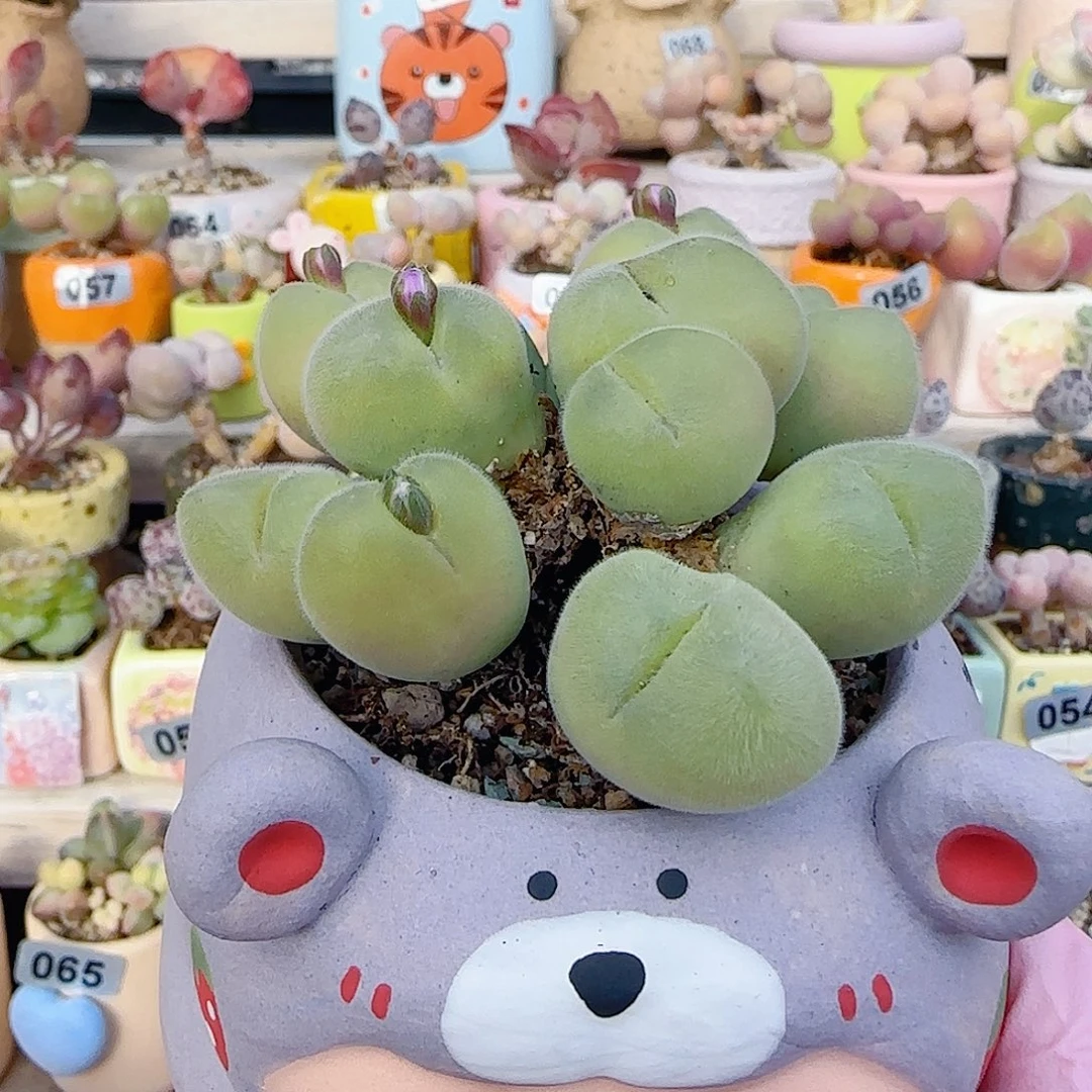 老桩爱心 盆口6cm