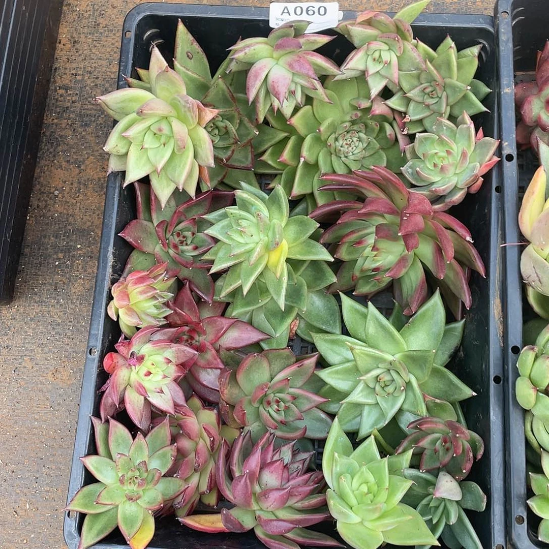 若如东云单拍A060