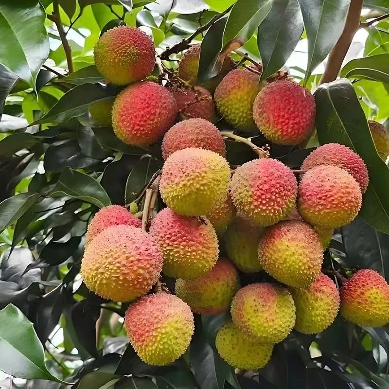 【顺丰次日达】海南老树妃子笑荔枝5斤 当季新鲜头茬鲜果多仓发货海南省