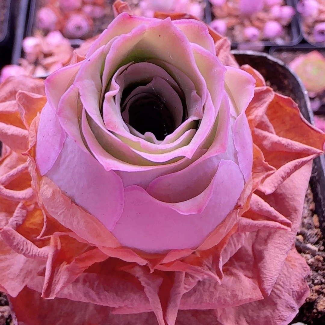 半城玫瑰开播福利811