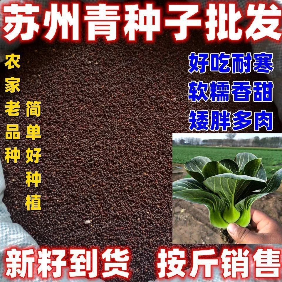 矮脚苏州青种子批发按斤卖四季可种植油菜籽阳台庭院田园蔬菜种孑