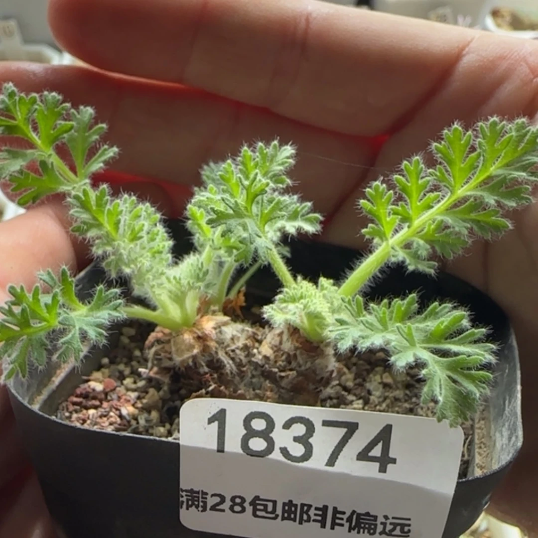 【闪购商品】18374