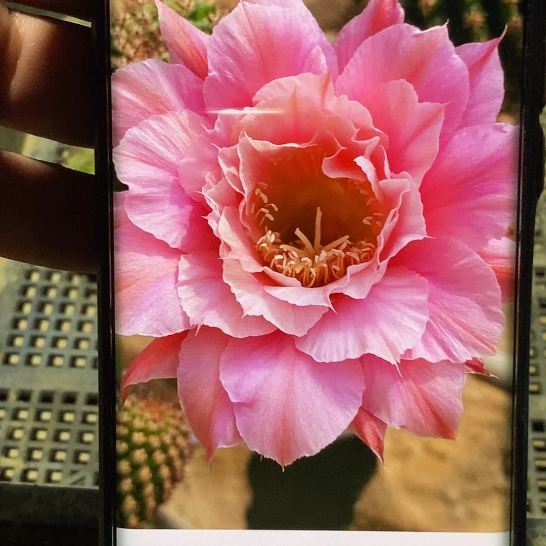 金妞 奈何之花侧芽歪20包邮/8公分