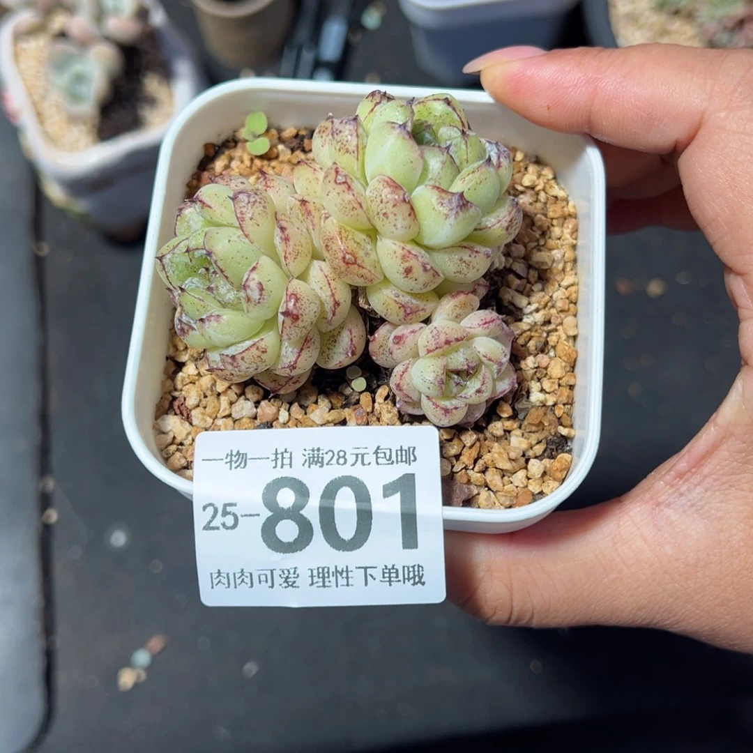 赤水晶多肉多多肉多肉多肉多肉