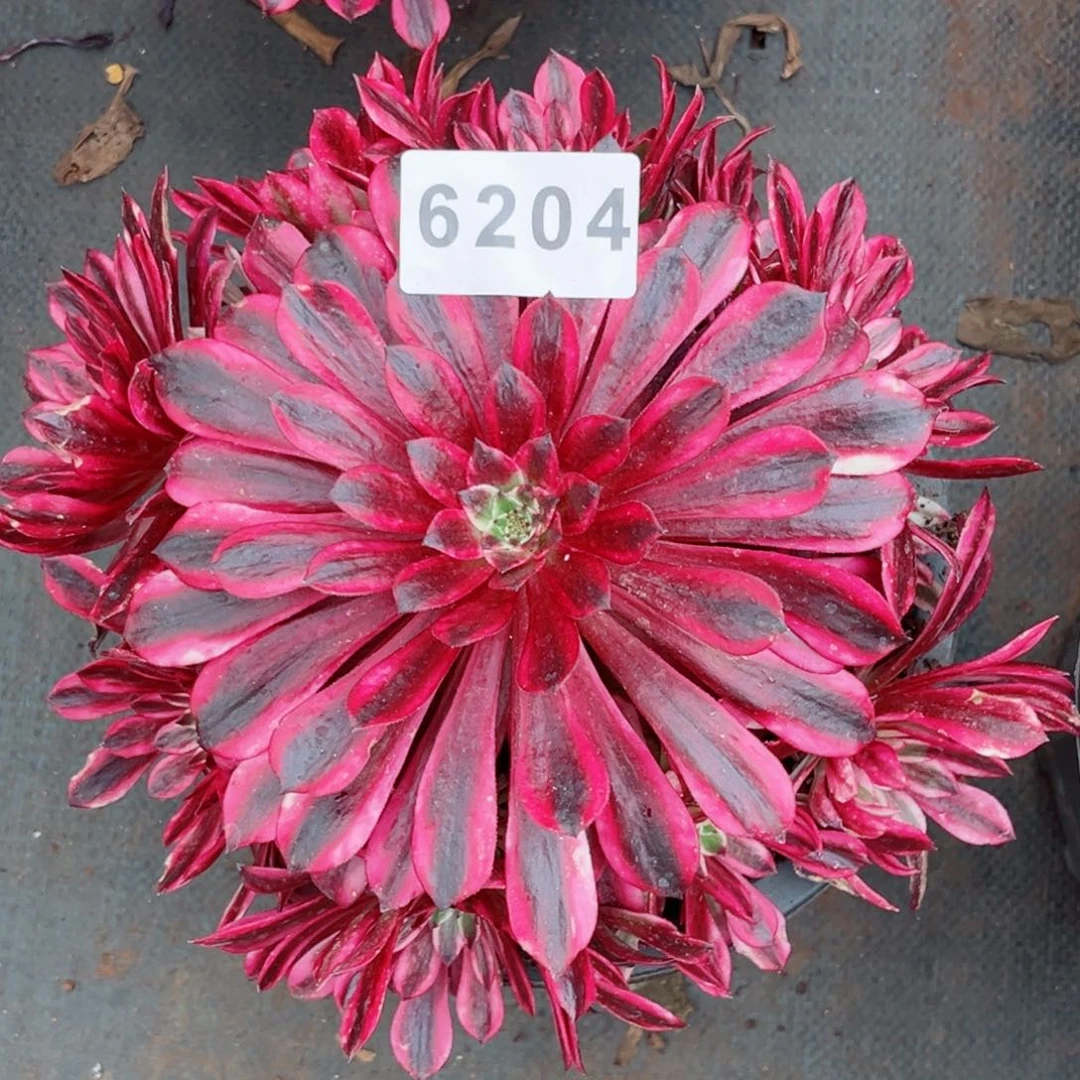 大****糕火焰精灵多肉特价发货