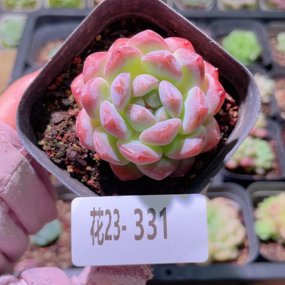 花利美23-331新品