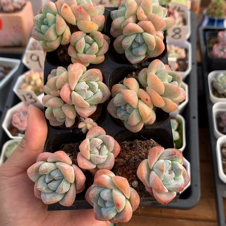 精控冰玉双头三头组合