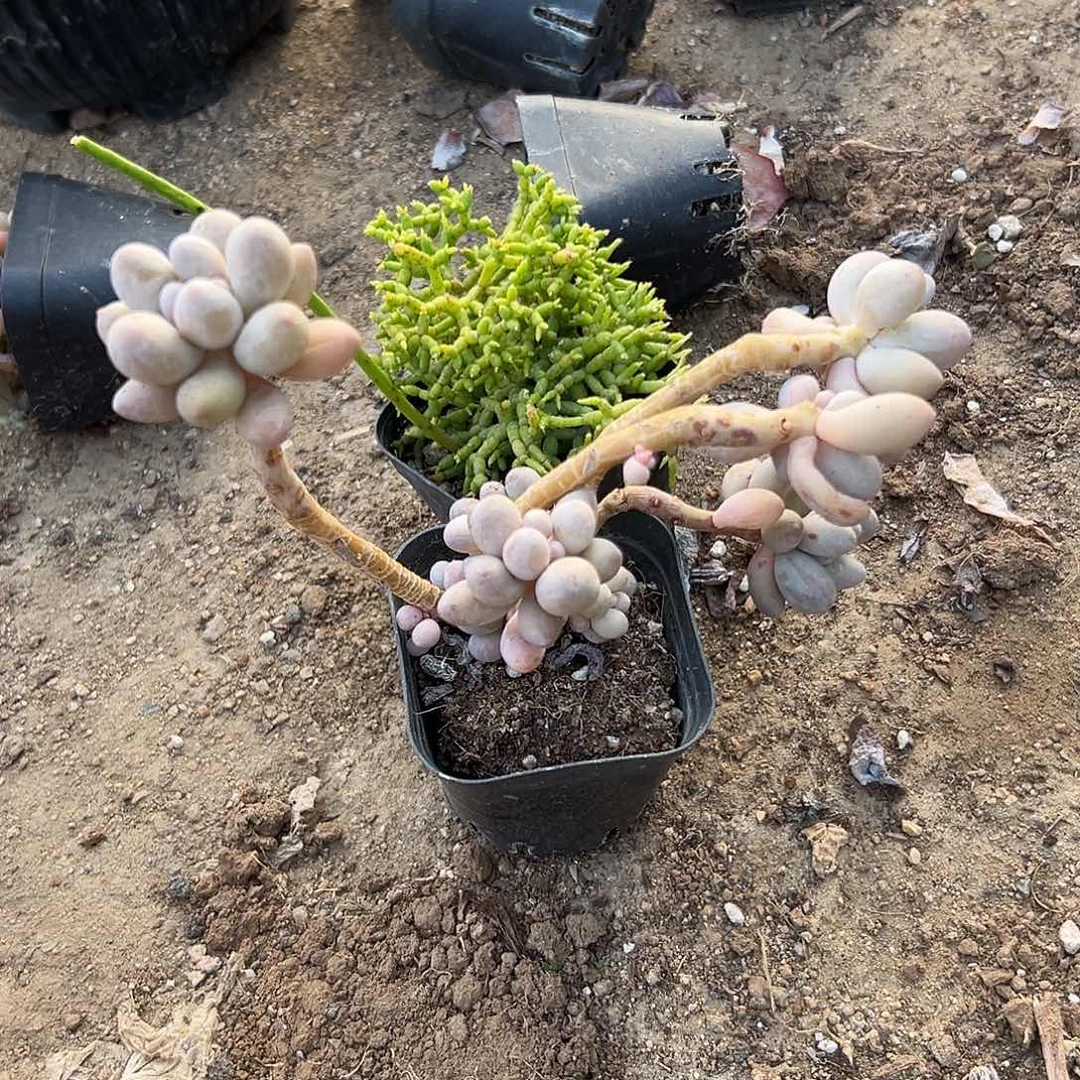 多肉植物植物汤圆群