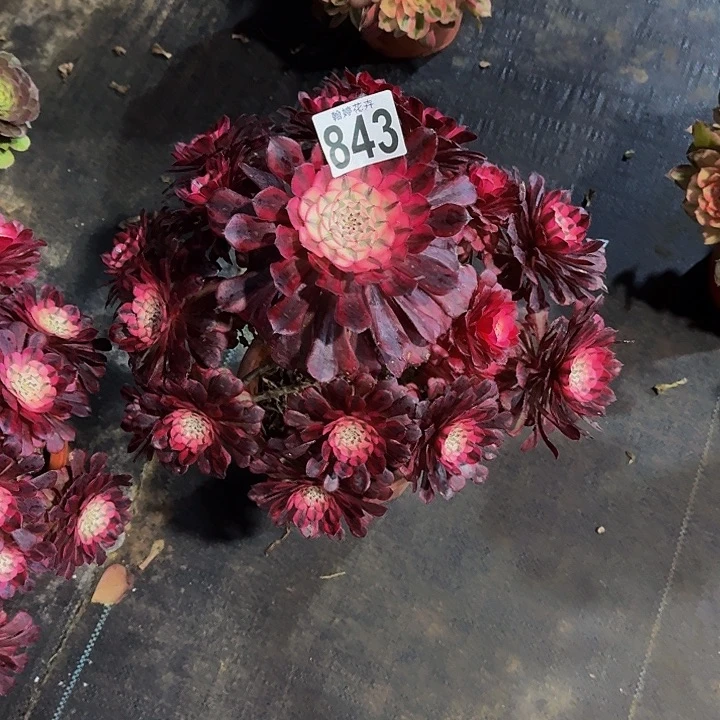 000000000000000843红彤